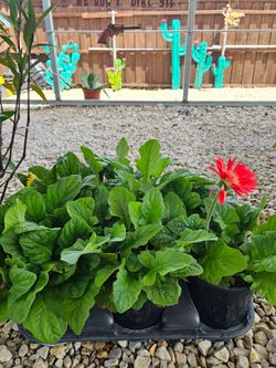 Gerbera One Gallon Size, Healthy Plants. $5 each