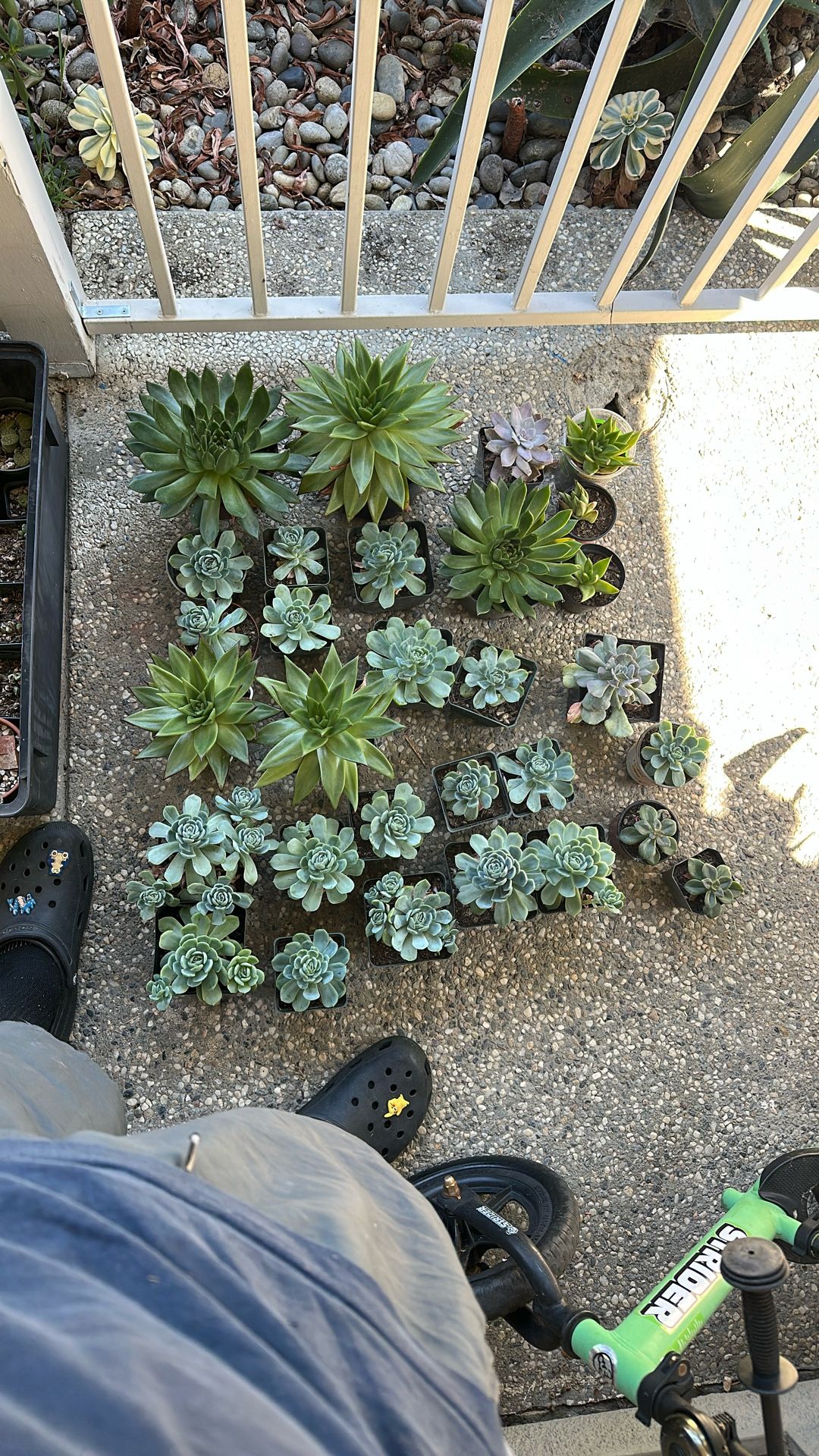 Mega Echeveria Succulent Pack