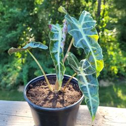 Beautiful baby Alocasia Polly  