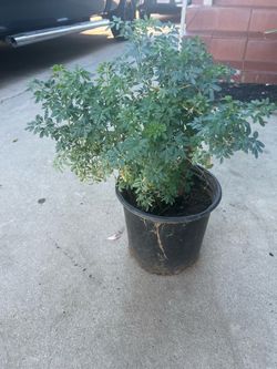 Planta de ruda
