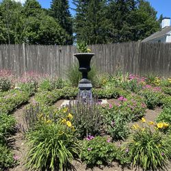 Cheap Perennials 