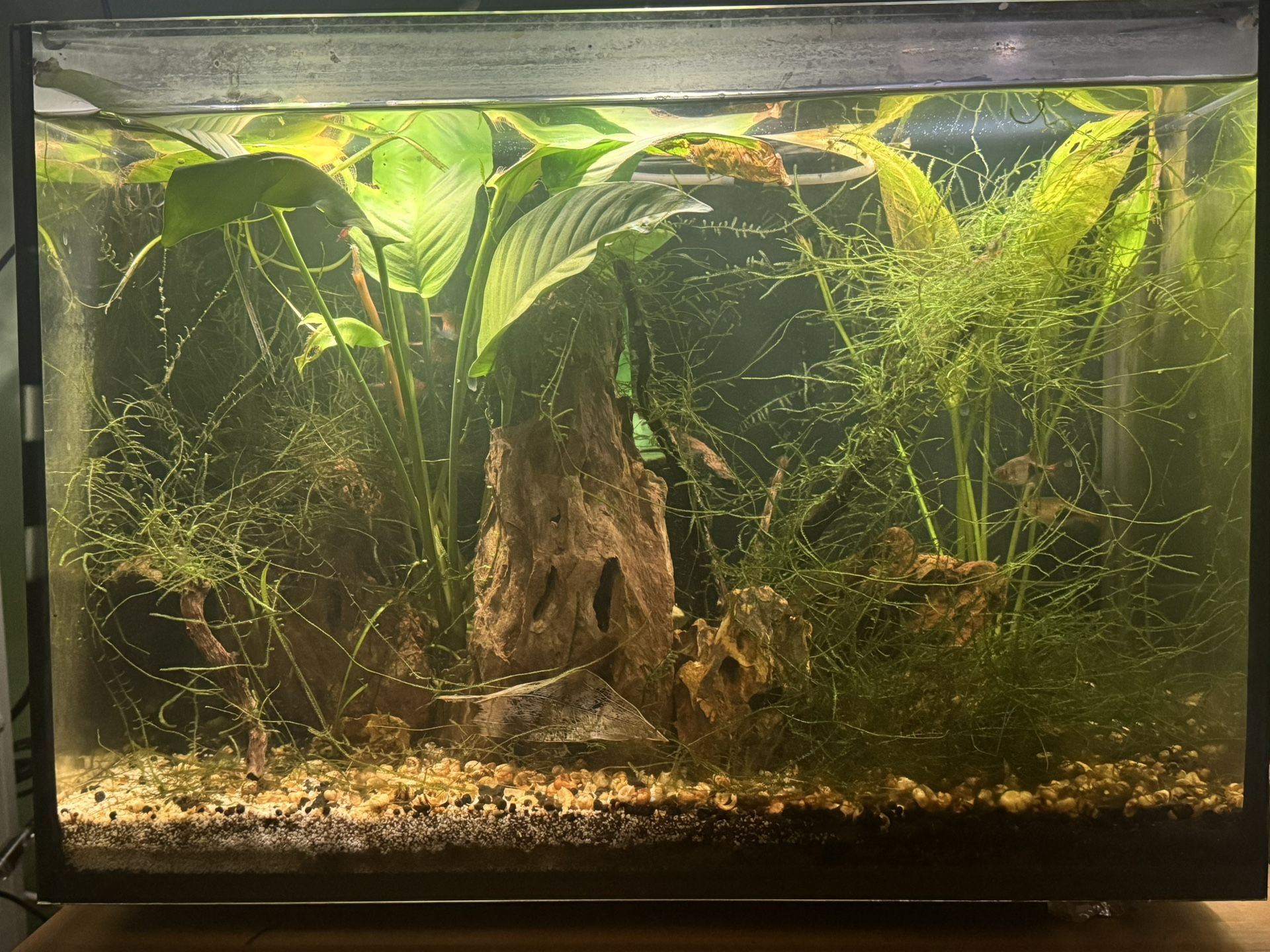 Fish Tank Rimless Aquarium 10gal Frameless Tank