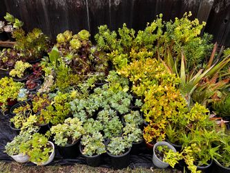 SUCCULENTS ✅✅💚