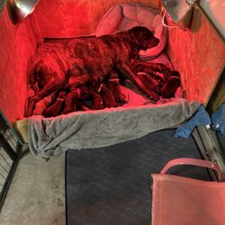 Mastiff Whelping Box 