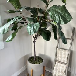 Plant with (stand/pot)