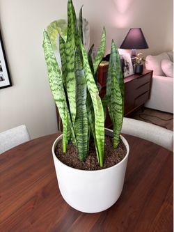 Easyplant - Large Snake Plant w/ Self Watering Pot