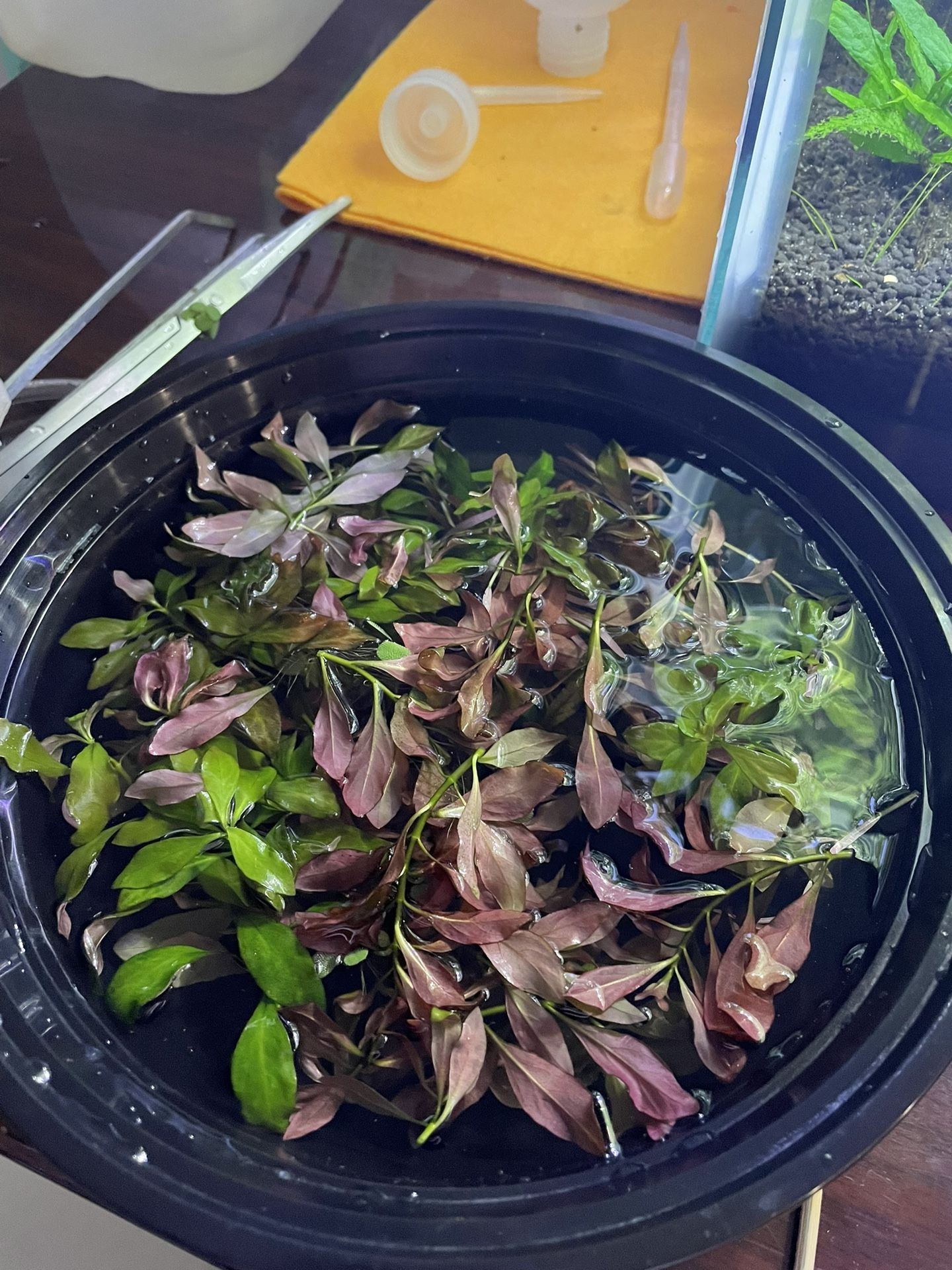 Ludwigia Ovalis Aquarium Plant (10 Stems)