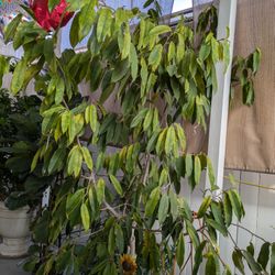 Fisca Ally Plant Tree