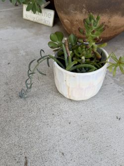 Succulents 
