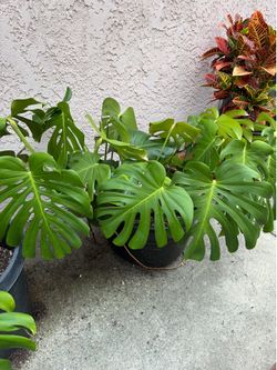 Monstera