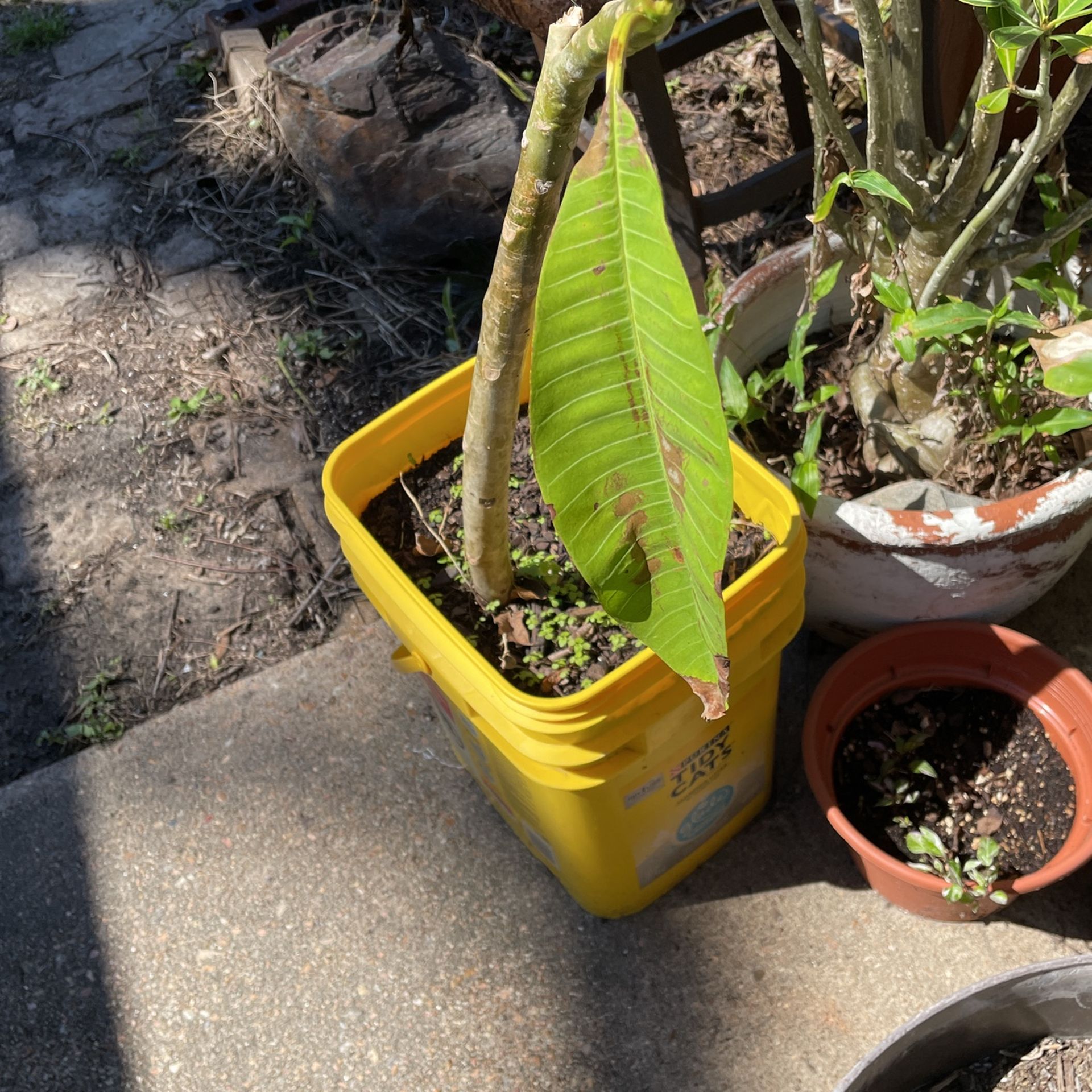 Several Plumeria And Hanging Basketed Plants