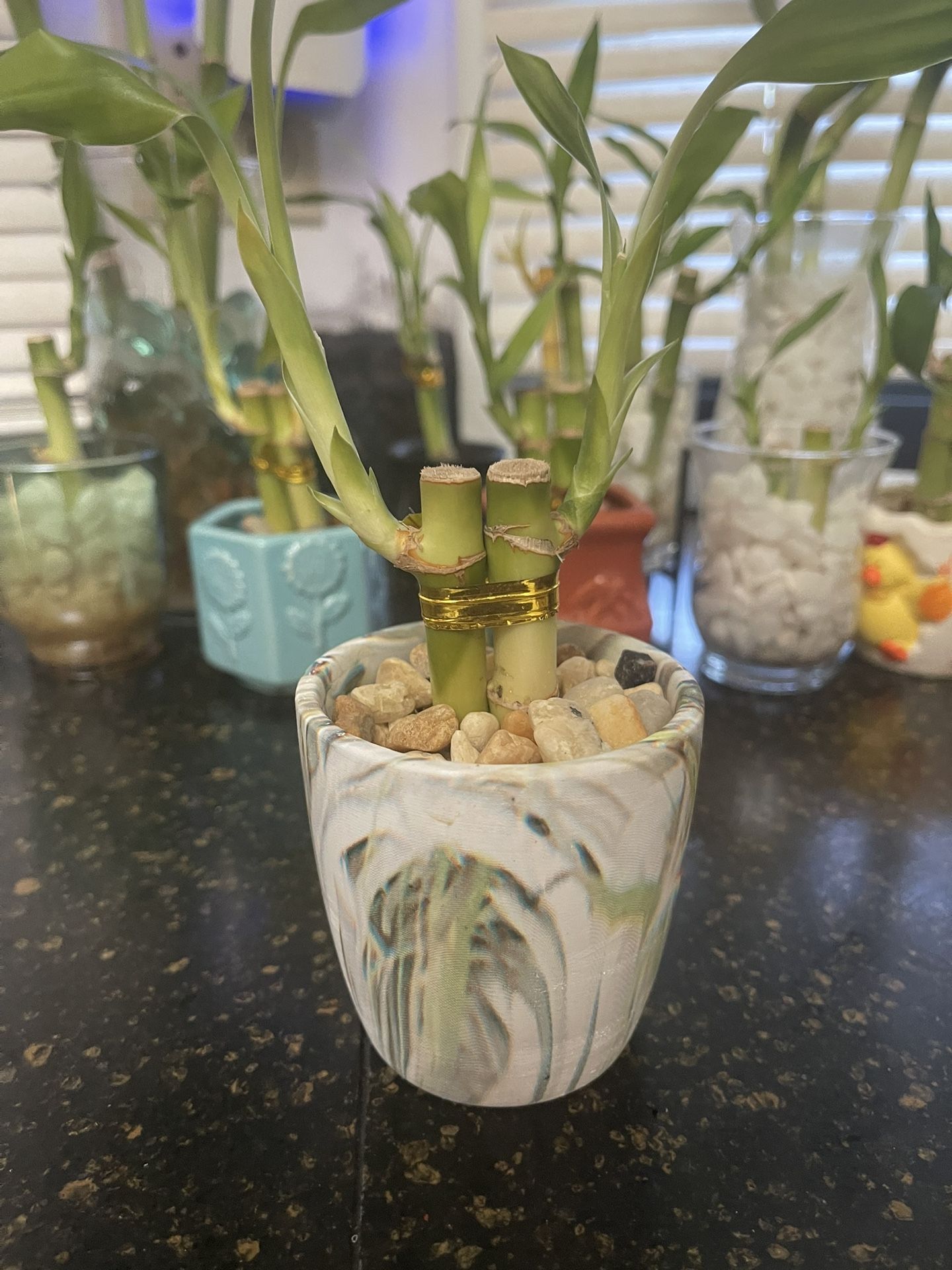 2 Bamboo Stalks In Back And White Vase With Rocks 