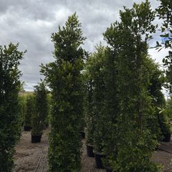 Ficus 