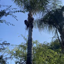Trees And Palms