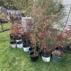 Japanese Red Maple Trees And More 40 Ea
