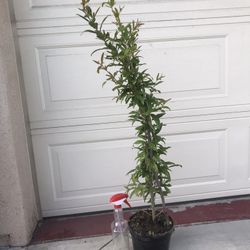 Healthy Pomegranate Fruit Tree