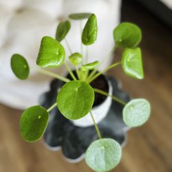 Chinese Money Plant- Lucky Plant 🍀