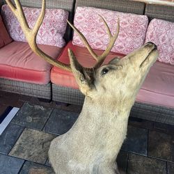 Taxidermy Mule Deer Mount