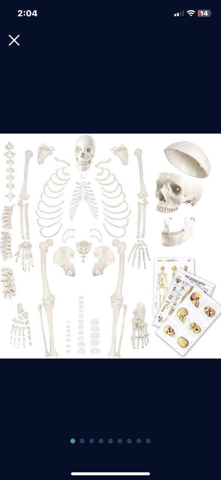 Human Skeleton Model For Anatomy 67 inch High, Full Size Skeleton Models with Skull, Spine, Bones, Articulated Hand & Foot,