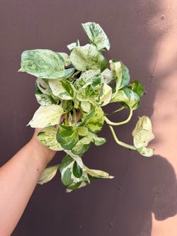 4” manjula pothos