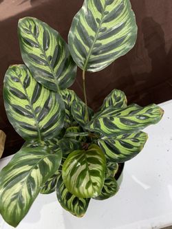 Calathea Peacock