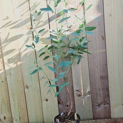 LIVE PLANT 3ft Eucalyptus Chloroclada - Baradine gum - Dirty gum FRAGRANT