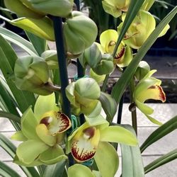 Cymbidium Orchids Địa Lan