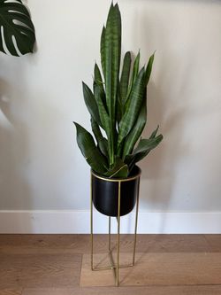 tall snake plant (Sansevieria) in a black pot with a tall gold-finished metal stand.