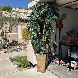 Silk ficus tree