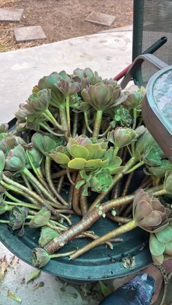 Hundreds of succulents