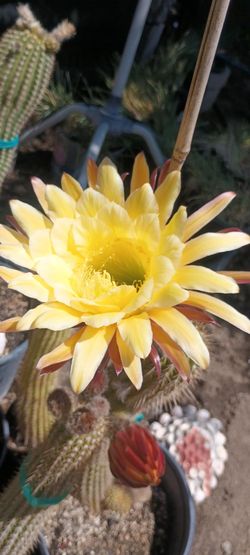 Big and beautiful cactus 🌵