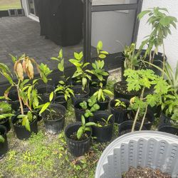 Plants!!!   Mango  Papaya  Avocado  Jackfruit   $10