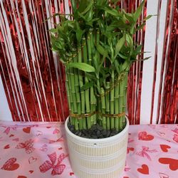 Lucky Bamboo Plant