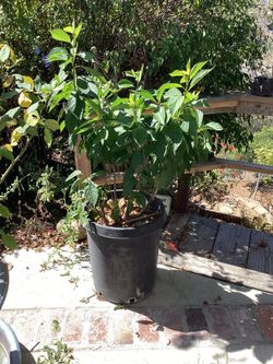 Cherry bush