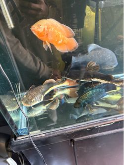 Fish tank