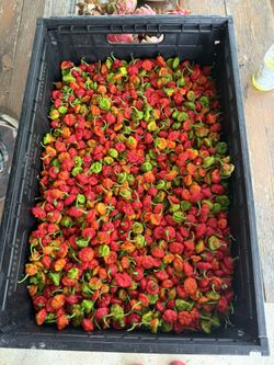 Organic Aji Cachucha