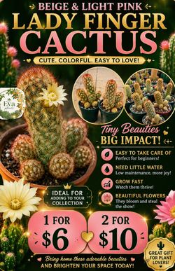 Beige and light lady finger cactus 🌵 🌼🌸