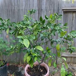 Orange 🍊 fruit tree