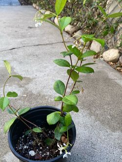 STAR JASMINE PLANT