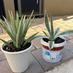 Agave plants/both $10/Anthem