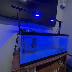Saltwater Tank
