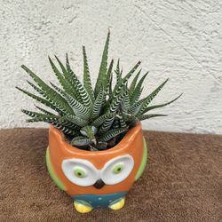 Owl Planter With Zebra Aloe Vera Plant