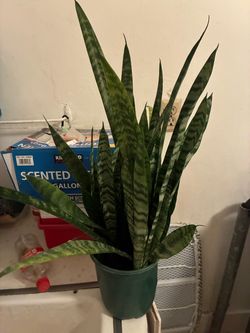 Plant