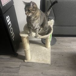 Cat Fort / Cat Tree Stuff and more