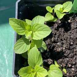 Ginger Mint Plant - Menta de Jengibre - Yerba buena sabor jengibre planta