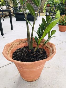☘️🌿🍀🌳 ZZ PLANT IN TERRACOTTA POT 🌿☘️🌳🍀