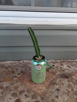 Starfish cactus & succulent