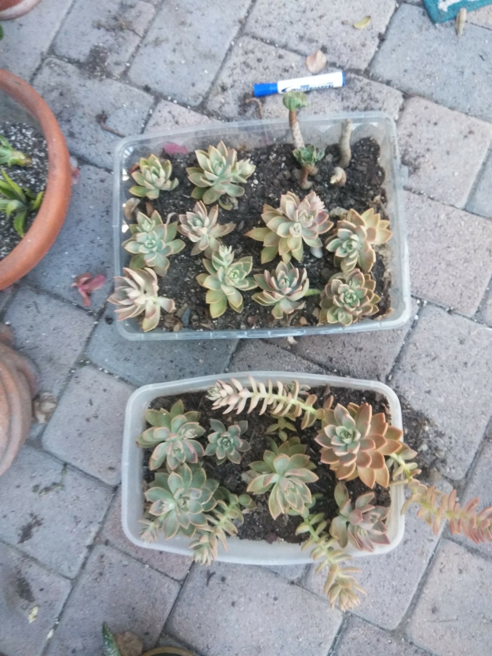 Ghost plant trays (all pictured)