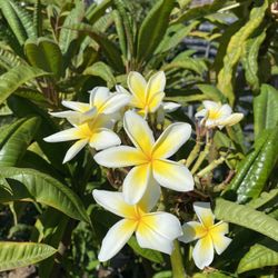 Plumeria 