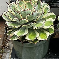 Agave Dessert Diamond